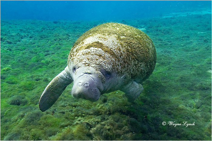 Florida Manatee 101 by Dr. Wayne Lynch &copy;